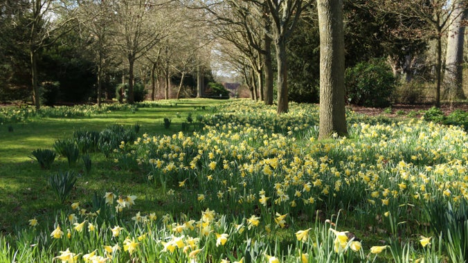 Daffodils carpeting the ground in the garden on the Blickling Estate, Norfolk